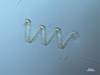Photo of Chaetoceros debilis